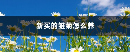 新买的雏菊怎么养