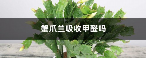 蟹爪兰吸收甲醛吗