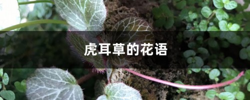 虎耳草的花语和寓意，有什么传说故事