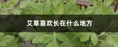 艾草喜欢长在什么地方