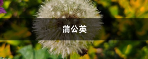 蒲公英种植栽培技术，蒲公英图片