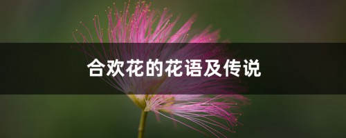 合欢花的花语及传说