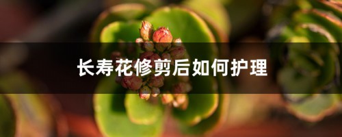 正月给“长寿花”做个小动作，花苞再长一倍，枝芽蹿不停！