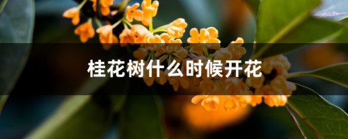 桂花树什么时候开花