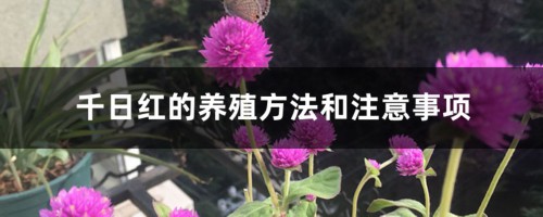 千日红的养殖方法和注意事项