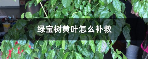 绿宝树黄叶的原因和处理办法