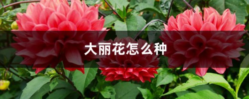 大丽花怎么种