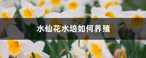 水仙花水培如何养殖，水养多久能开花