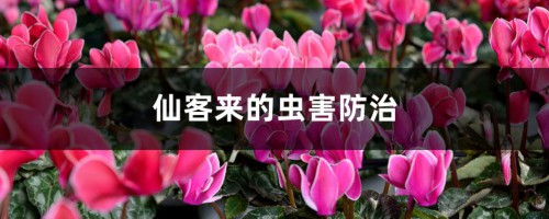 仙客来的虫害防治