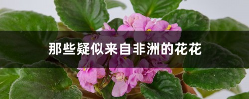 那些疑似来自非洲的花花