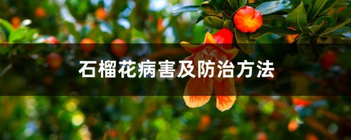 石榴花病害及防治方法