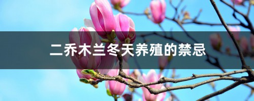 二乔木兰冬天养殖的禁忌