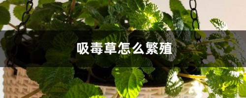 吸毒草怎么繁殖