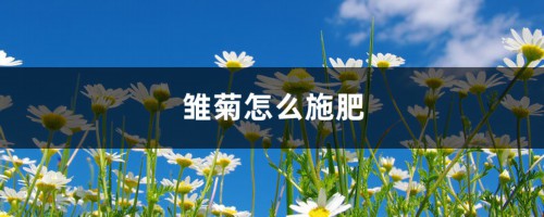 雏菊怎么施肥