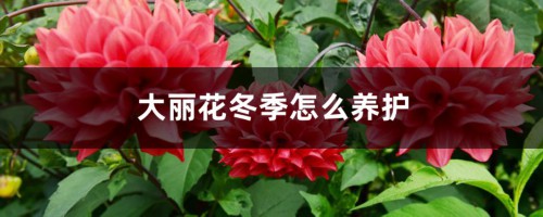 大丽花冬季怎么养护