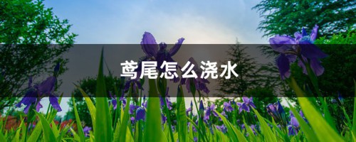 鸢尾怎么浇水？注意这五点！